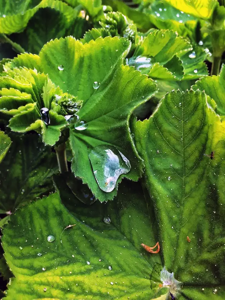 Macro photo of green leaves with dew droplets – nature photography by Magnus Attefall